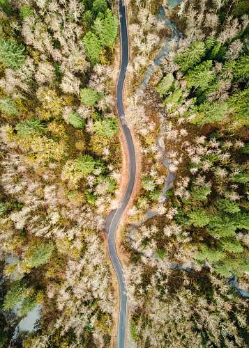 north bend aerial view of road between trees forest